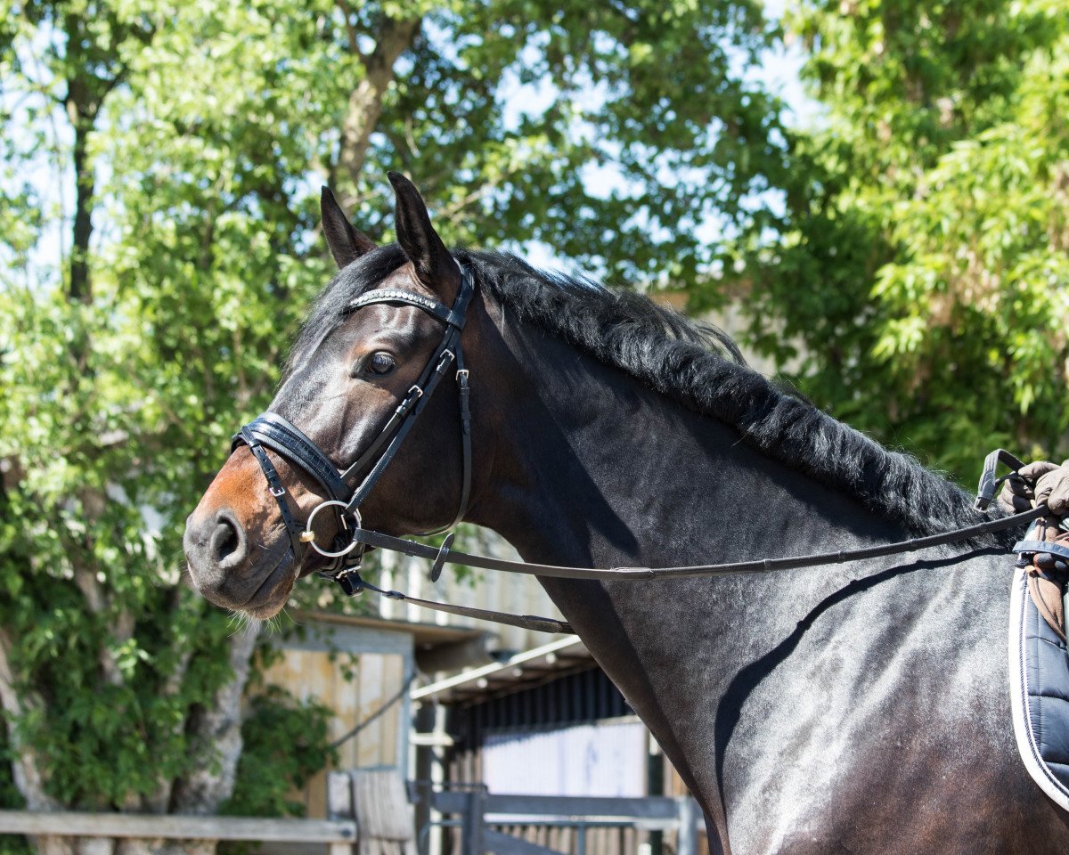 dressage horse Abionics One HE (Oldenburg show jumper, 2013, from Aragorn W)