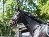 dressage horse Abionics One HE (Oldenburg show jumper, 2013, from Aragorn W)