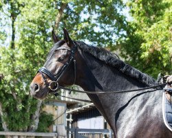 dressage horse Abionics One HE (Oldenburg show jumper, 2013, from Aragorn W)