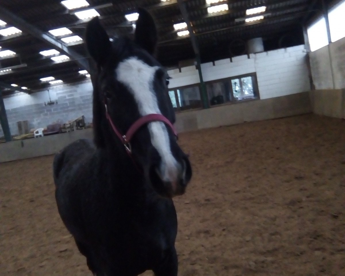 broodmare quirida (Hanoverian, 2014, from Quarismo)