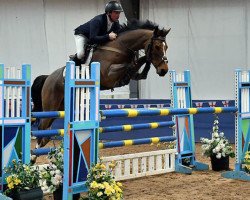 jumper N- Tamino Hct (Belgian Warmblood, 2013, from Tinka's Boy)