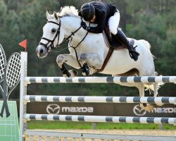 jumper Andi (Oldenburg show jumper, 2010, from Demet - Apokalipsis)