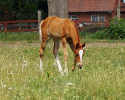 dressage horse Vee FS (Hanoverian, 2019, from Vidar)