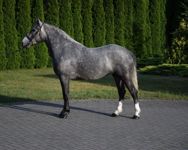 horse Braga (Polish Warmblood, 2014)