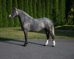 Pferd Braga (Polnisches Warmblut, 2014)