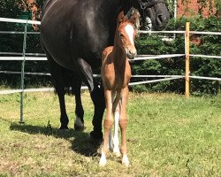 broodmare Grace SH (Hanoverian, 1999, from Glenfiddich)