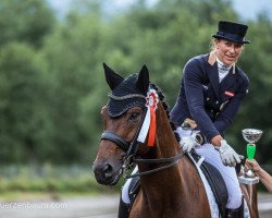 dressage horse Sir Raphael 3 (Austrian Warmblood, 2009, from Sandro Hit)