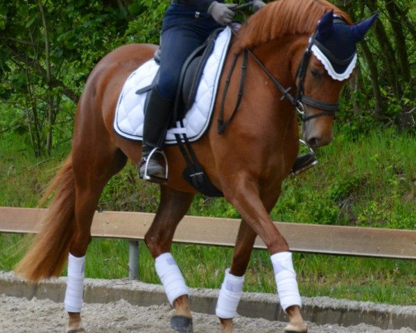 broodmare Butterfly (German Riding Pony, 2015, from Fehkamps Nightley)