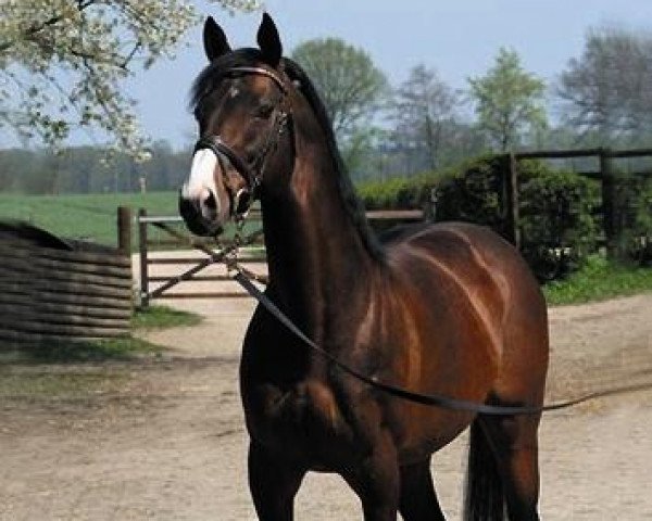 horse Duke of Hearts xx (Thoroughbred, 1999, from Halling xx)