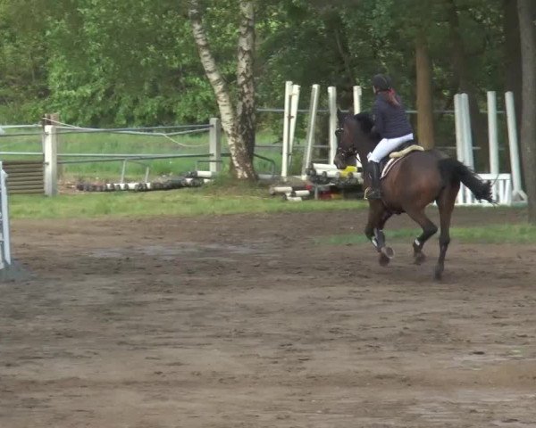 Reitturnier Mettingen 2016