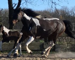 broodmare Saphira (Lewitzer, 2014, from Shiraz)