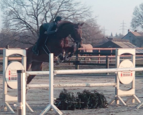 Springpferd First Entertainer (Hannoveraner, 2009, von First Boy)