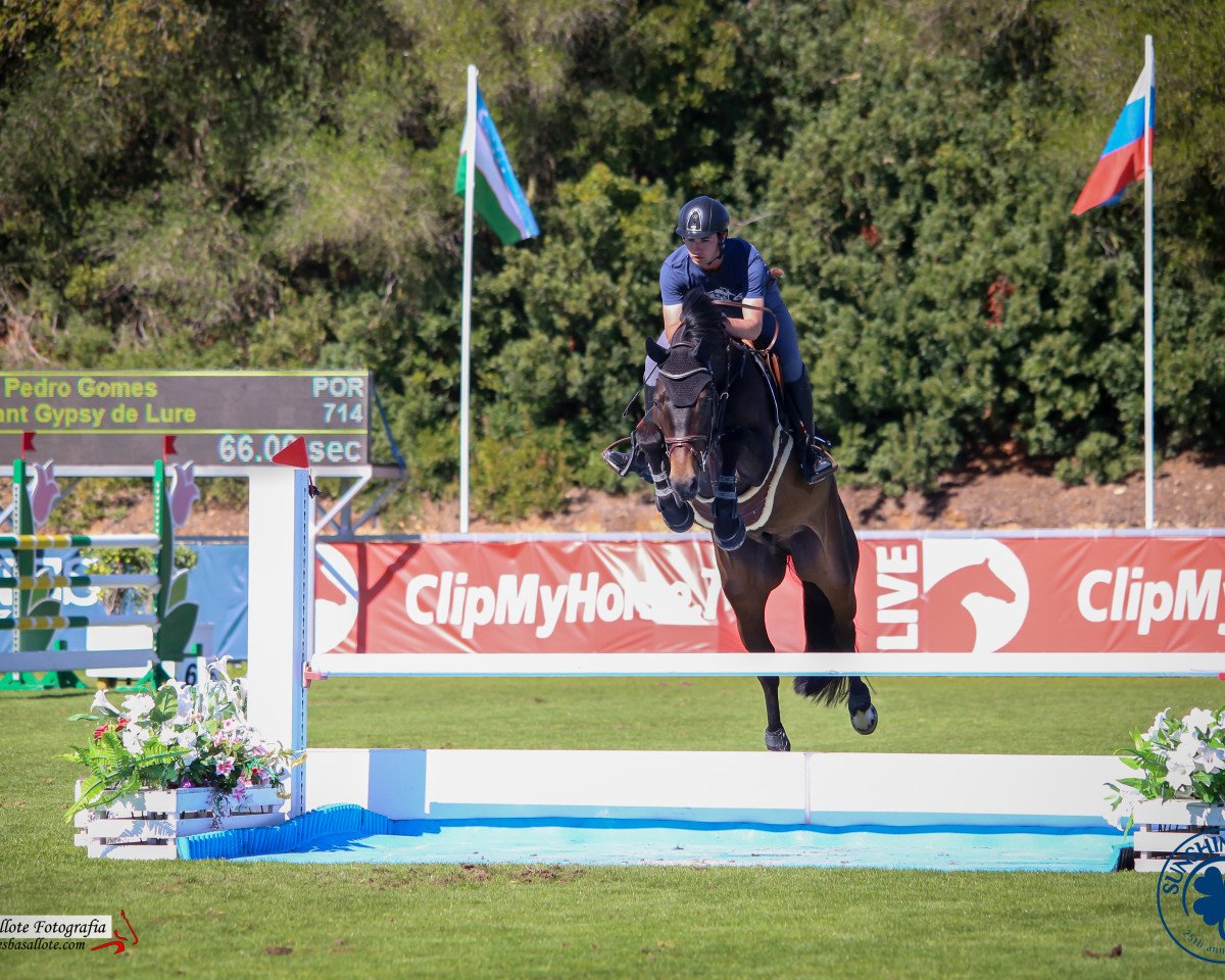 jumper Elegant Gypsy de Lure (Selle Français, 2014, from Kannan)