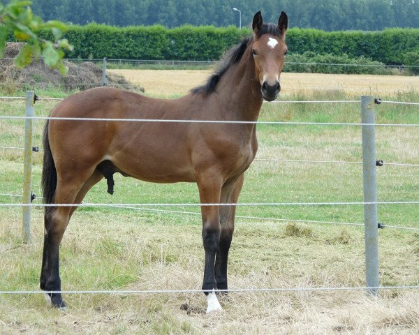 Springpferd Don Juan Z (Koninklijk Warmbloed Paardenstamboek Nederland (KWPN), 2019, von Don van het Parelshof Z)