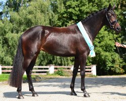 dressage horse Prinzessin Paula 5 (German Sport Horse, 2016, from Fürsten-Look)