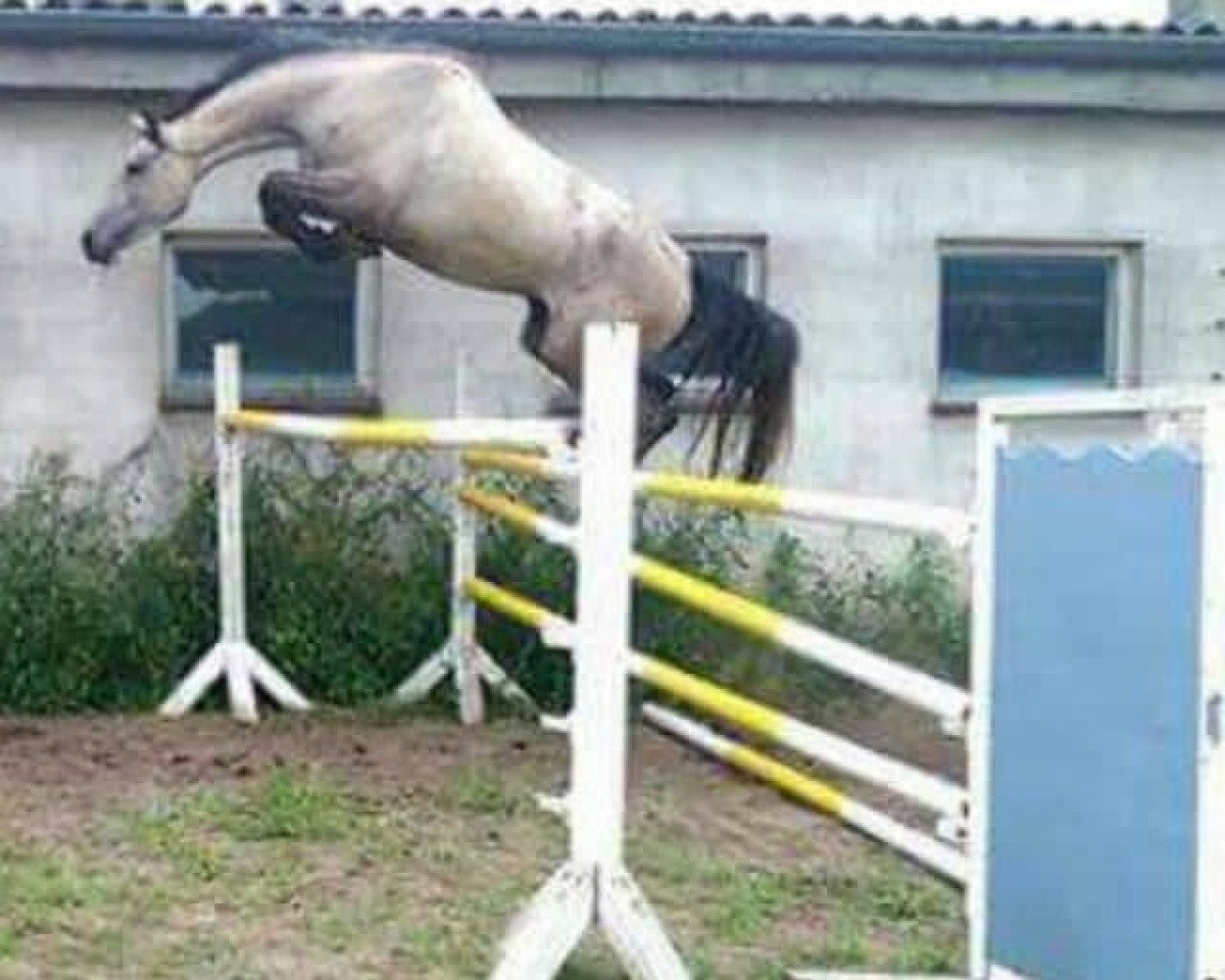 jumper Stubbenhof's Concordia (German Warmblood, 2014, from Crumble)