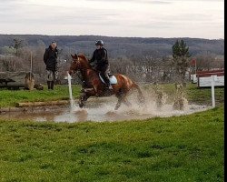 horse Dancero (Hanoverian, 2011)