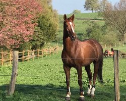 dressage horse Fervent Flirt JW (Westphalian, 2009, from Fleury)