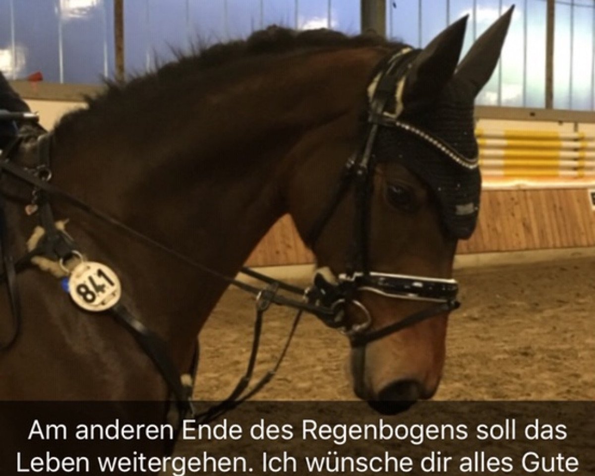 jumper Vayana (Hanoverian, 2013, from Vesuv 35)