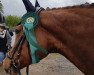 dressage horse Manisha (Polish Warmblood, 2003)