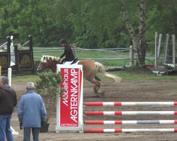 Reitturnier Mettingen 2016