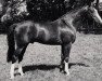 stallion Turnus (Trakehner, 1980, from Zauberklang)