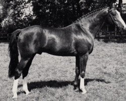 Deckhengst Turnus (Trakehner, 1980, von Zauberklang)