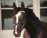 dressage horse Schicki (Hanoverian, 2014, from Scuderia)