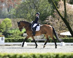 dressage horse Smiling Boy (German Sport Horse, 2007, from Sommerhit)