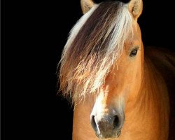 stallion Kalino (Fjord Horse, 2007, from Kelvin)