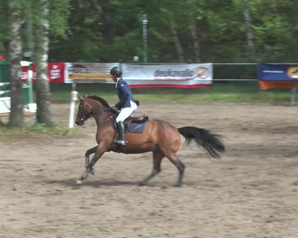 Reitturnier Mettingen 2016