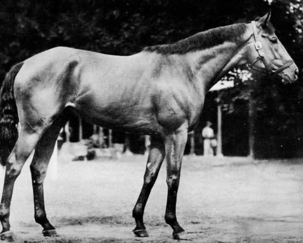 stallion Hill Prince xx (Thoroughbred, 1947, from Princequillo xx)