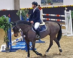 jumper Hillarona Lan (Swedish Warmblood, 2012, from Zapatero VDL)