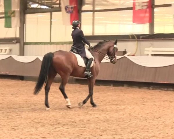 Reitturnier Bochum-Nord 2016