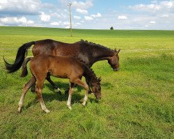 jumper Caracas_V (German Sport Horse, 2019, from Contenaro)