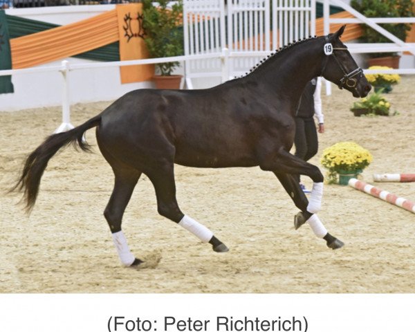 stallion Räuberfürst (Trakehner, 2013, from Lossow)
