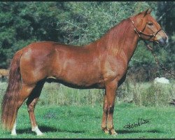 stallion HSR Especial de la Vega (Peruvian Paso, 1988, from HNS Domingo)