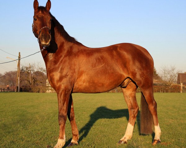 dressage horse Herr Bert von Bödefeld (Dutch Pony, 2013, from Kraneveld's Kadans)