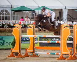 jumper Ma Jolie 17 (German Riding Pony, 2010, from Mandingo)