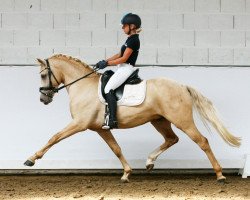 dressage horse Mr. Bombastic (German Riding Pony, 2015, from FS Mr. Right)