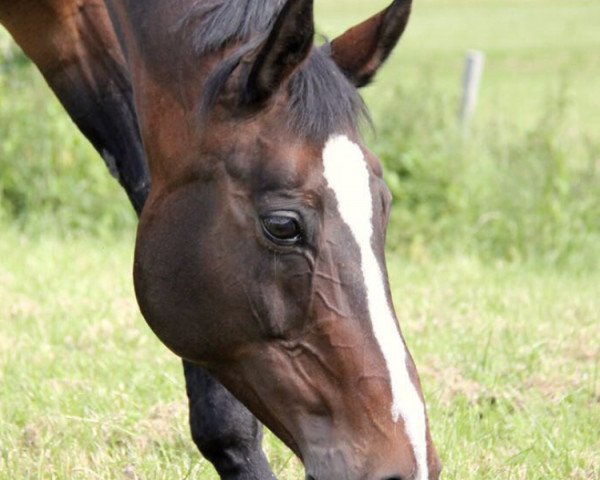 horse Roxana 221 (Hanoverian, 2000, from Rotspon)