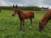 dressage horse Dancing Fair Lady (German Sport Horse, 2019, from Birkhof's Fair Game OLD)