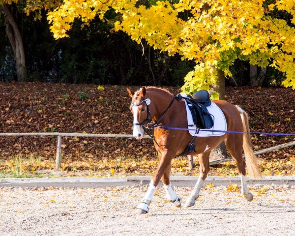 dressage horse Bubble-Trouble (German Riding Pony, 2011, from Beckenbauer)