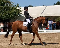 dressage horse Royal Amber 3 (Hanoverian, 2006, from Royal Blend)