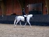 dressage horse Ready to Dance 14 (German Riding Pony, 2007, from Rainman)