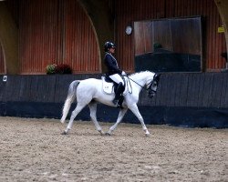 dressage horse Ready to Dance 14 (German Riding Pony, 2007, from Rainman)