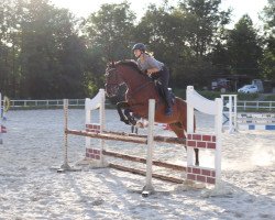 jumper Casaro Cavaliere (Hanoverian, 2011, from Chalet)