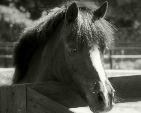 broodmare Christochowitz Warina (Kleines Deutsches Pony, 2004)