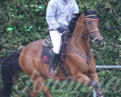 jumper Gina Wild 7 (German Sport Horse, 2009, from La Quitol (ex: Long Island Z))