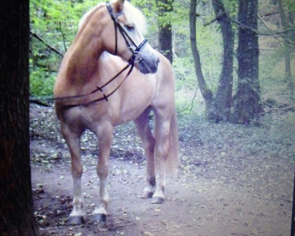 Zuchtstute Nalissa (Haflinger, 1992, von Nasall)